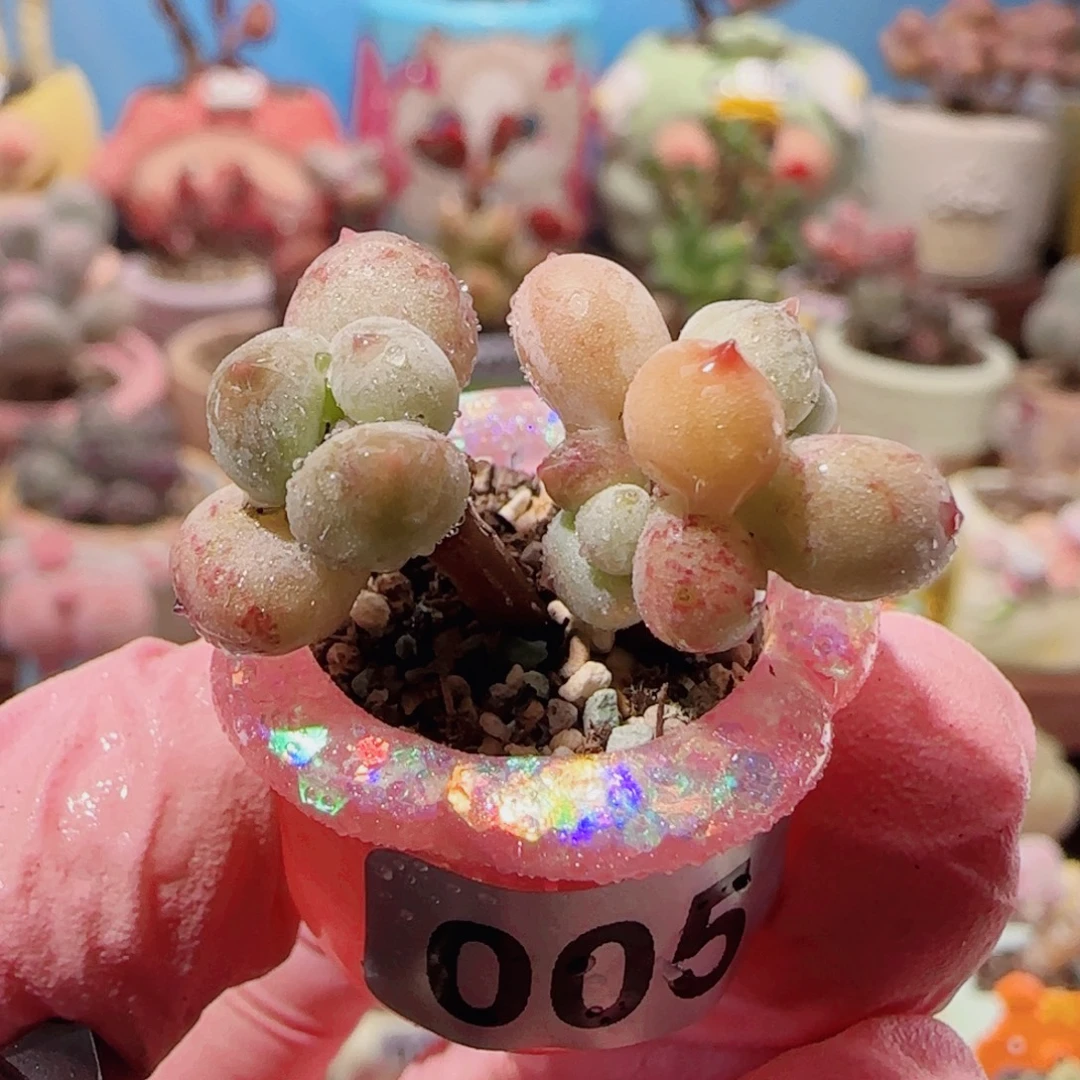 T可爱彩虹奶盆口2cm