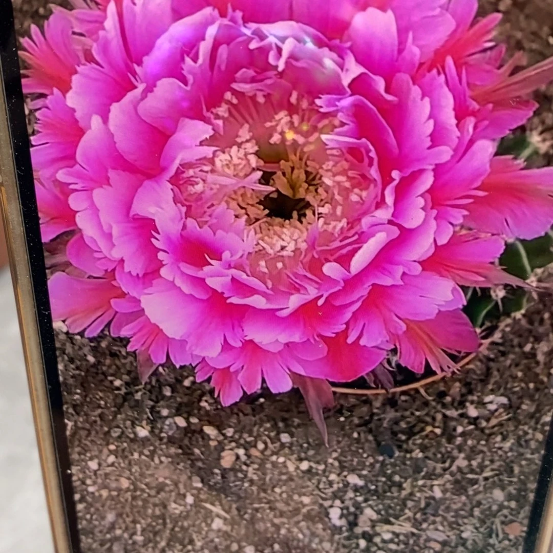 @***星香香霸王花侧芽4.5公分左右瑕疵