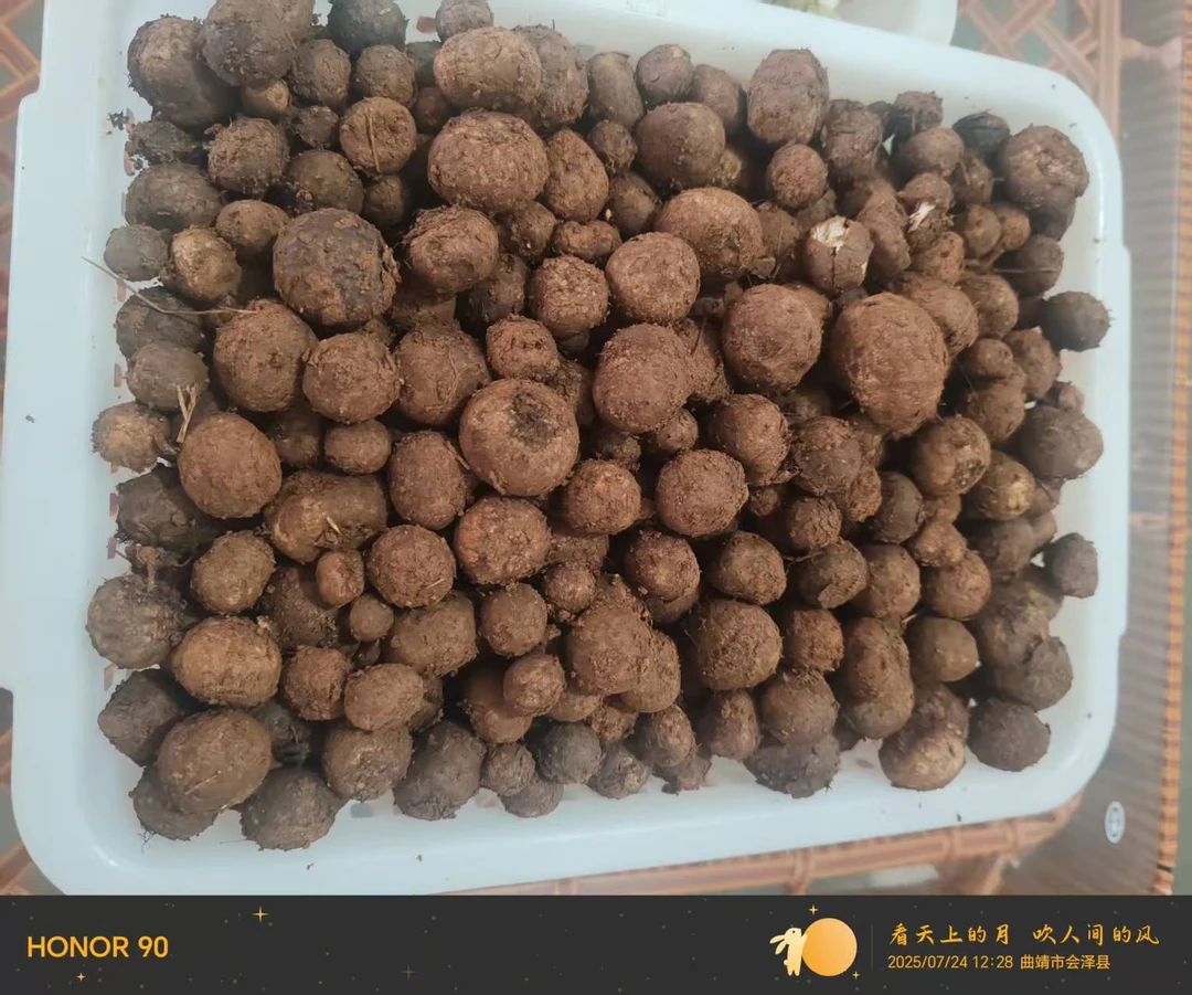 云南野生冒花菌     羊眼睛