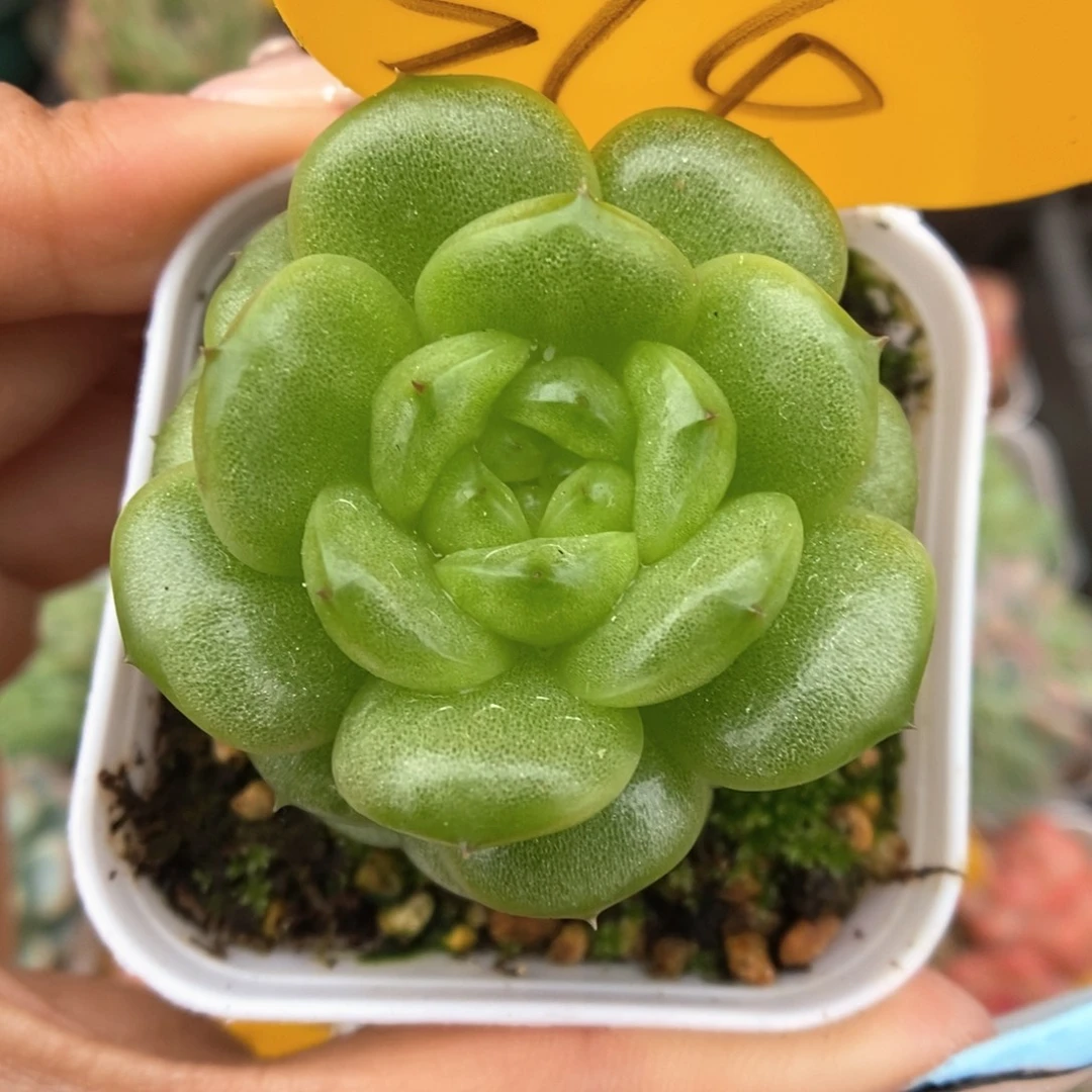 灯泡珍妮可拍314号