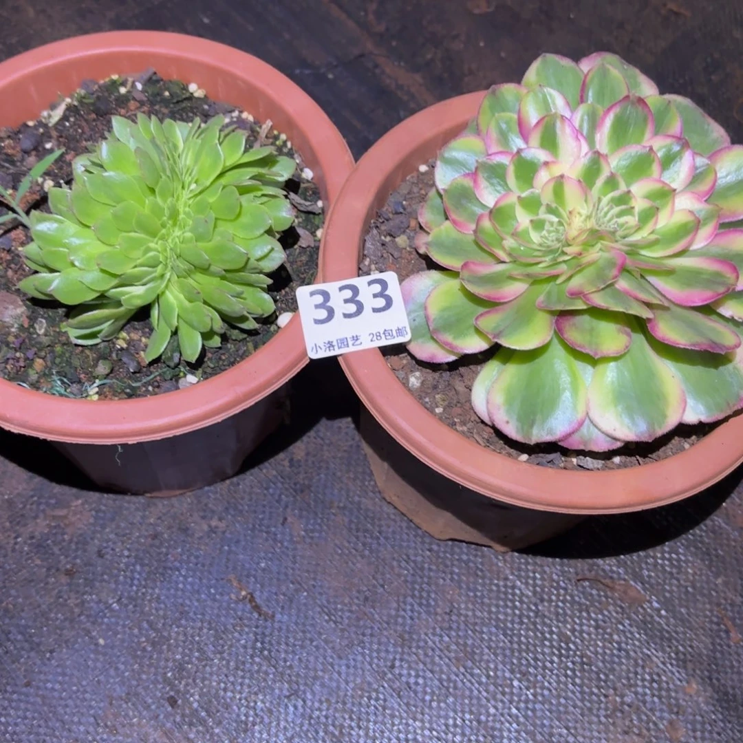 333号两棵缀化多肉植物