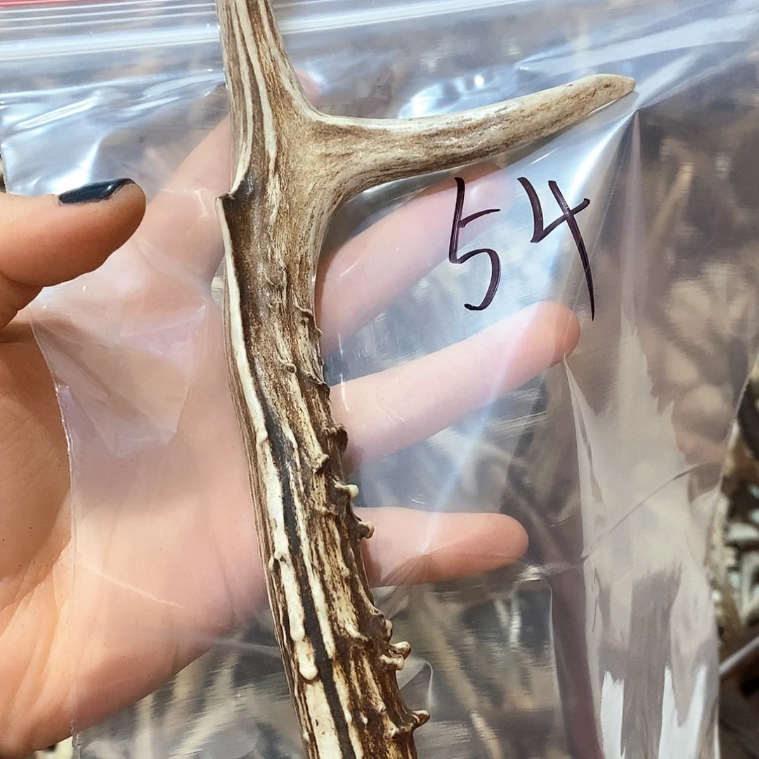 鹿角鹿角鹿角鹿角