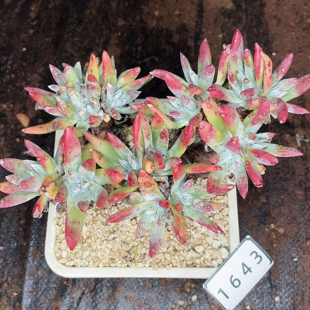 拇指杂老桩多头1643