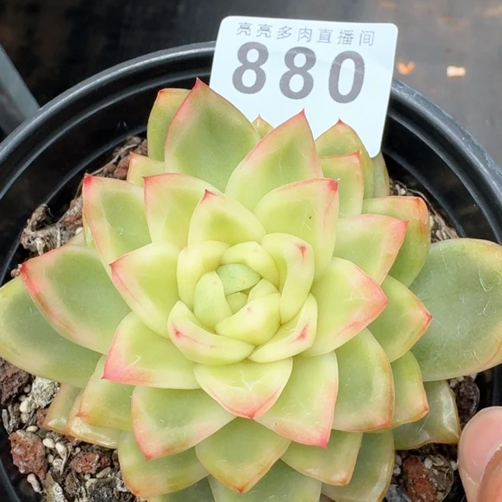 水晶珍妮锦母本            多肉植物