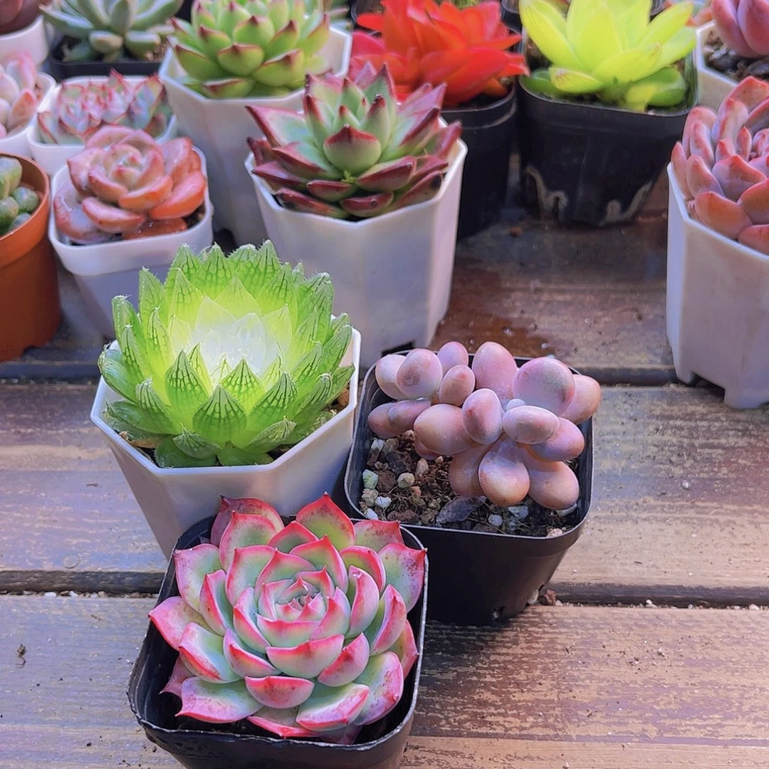 宝莲灯。桃蛋。侧影11111111111