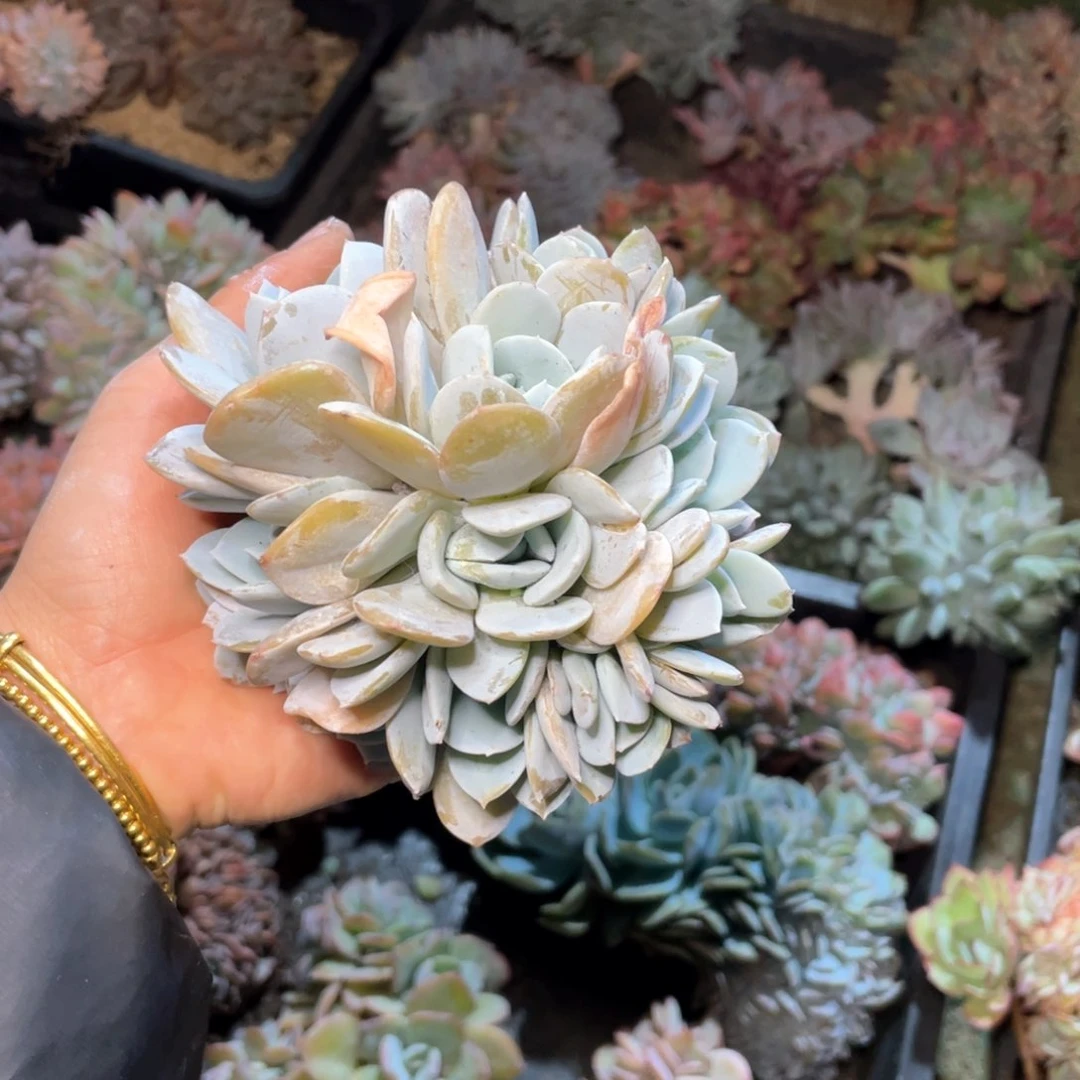 【闪购商品】当前无花栽培后可以开花雪特朵朵