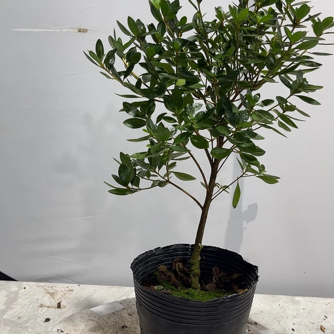 雷吉娜女王杜鹃花