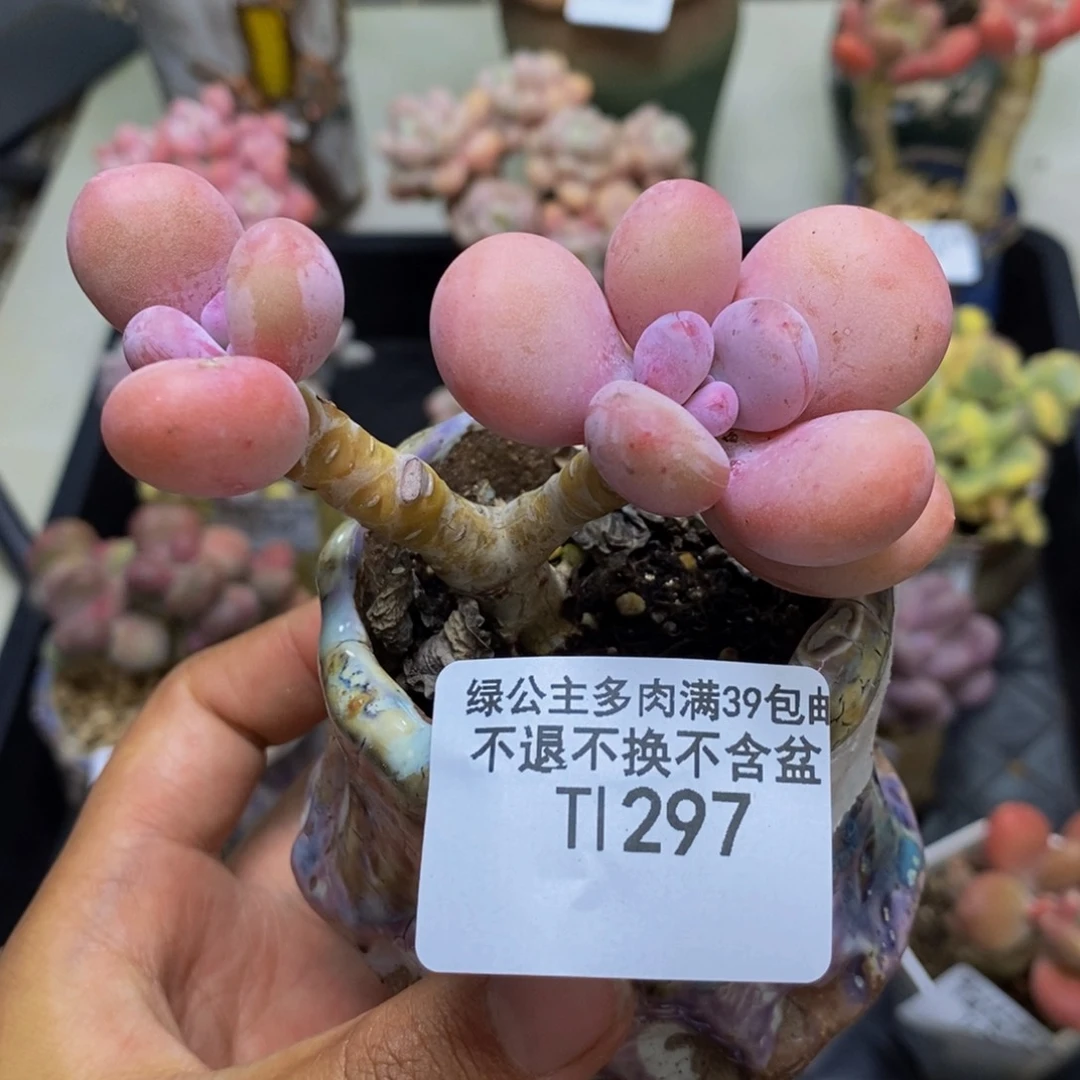 297蛋黄奶多肉6c m