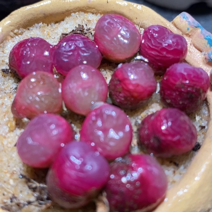 冰魄杂吕红1颗一颗