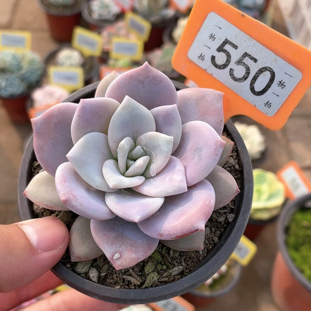 【闪购商品】550号