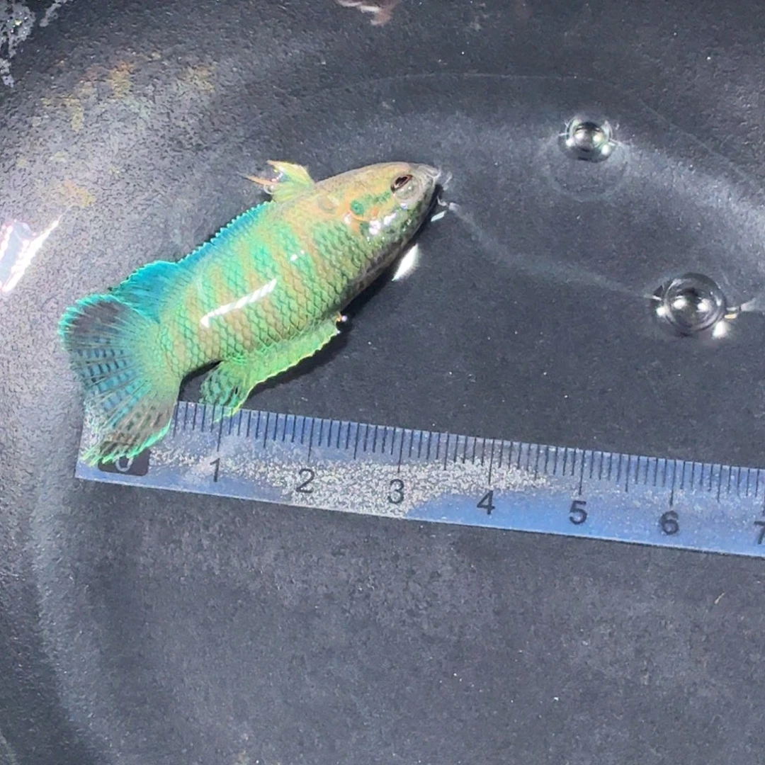 斗鱼精品国斗直播10