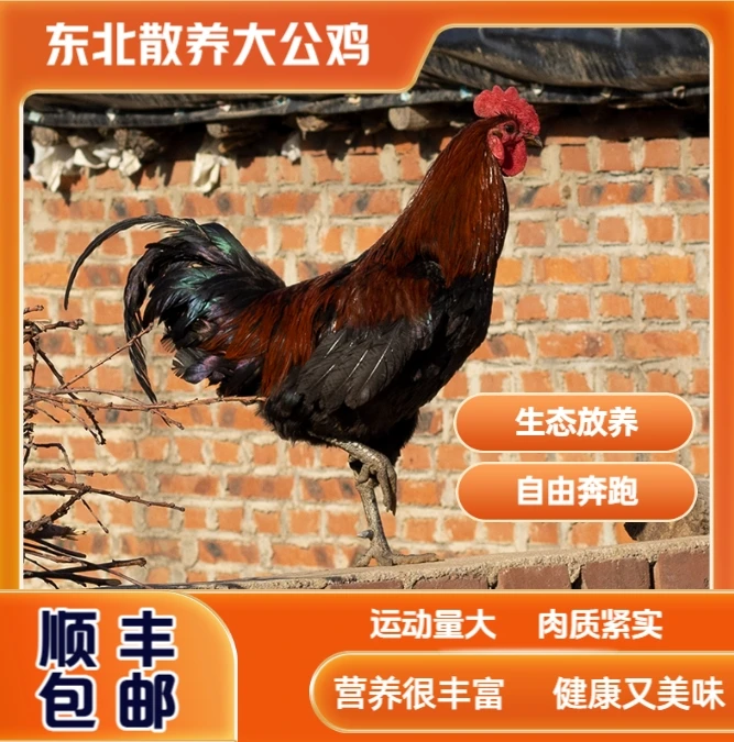 东北散养散放大公鸡   现宰现杀 顺丰包邮