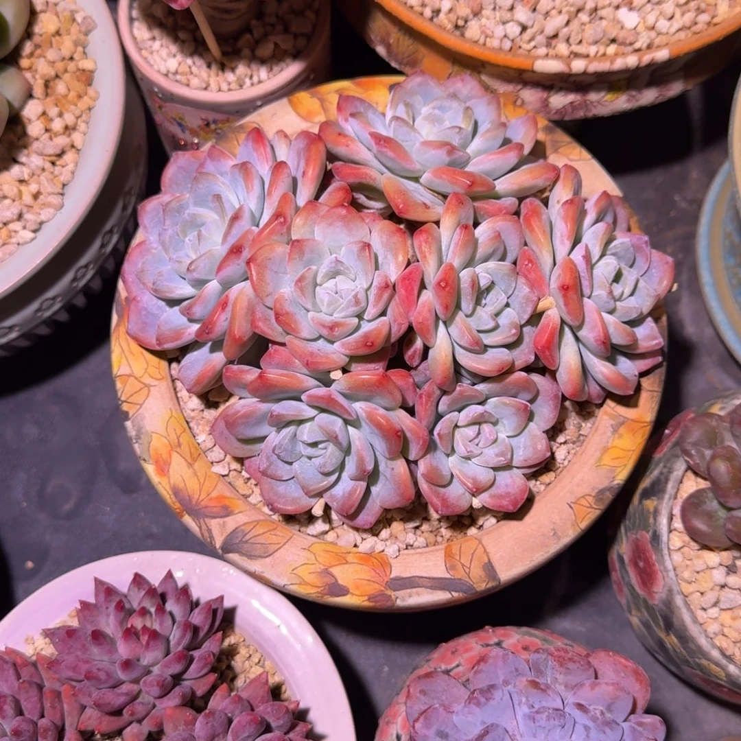 冰玉 群生 一物一拍