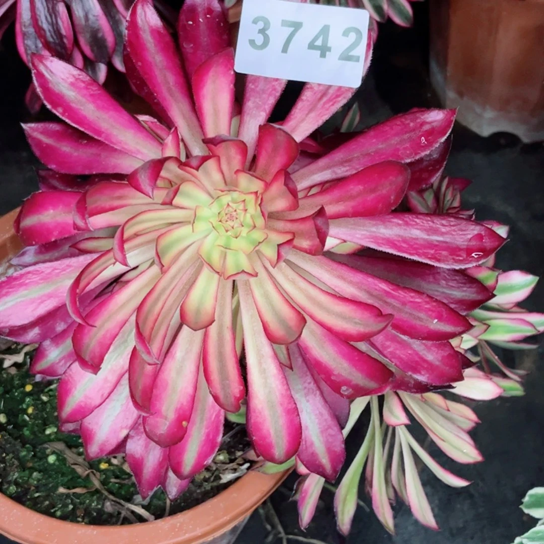 用****1飞天砍头不售后多肉