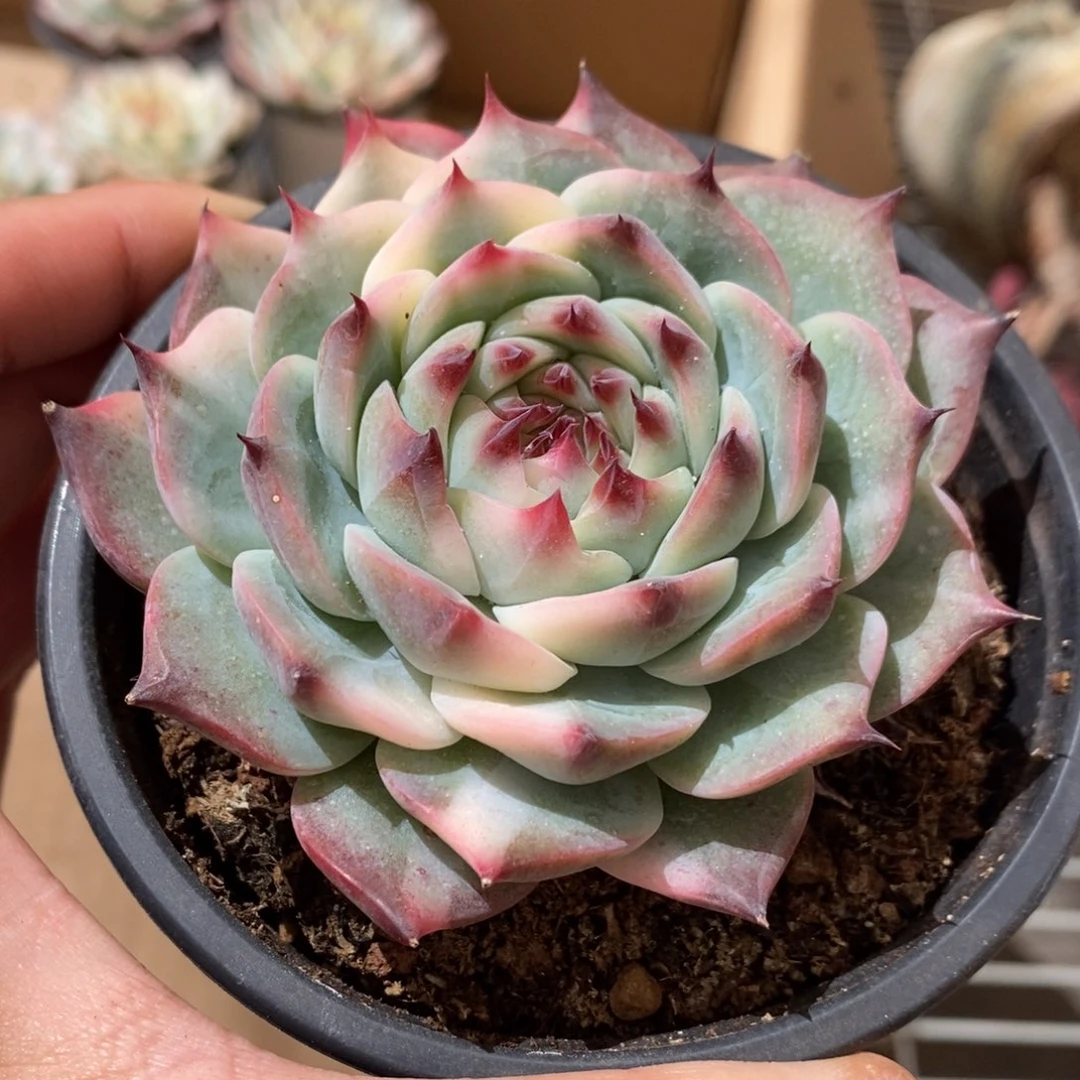 吉娃娃多肉植物9203