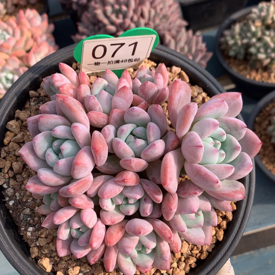 望舒老桩无砍平头071