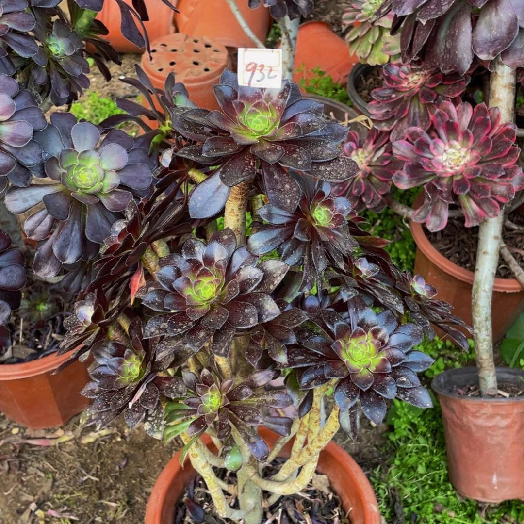 932鲜花黑法师仙花