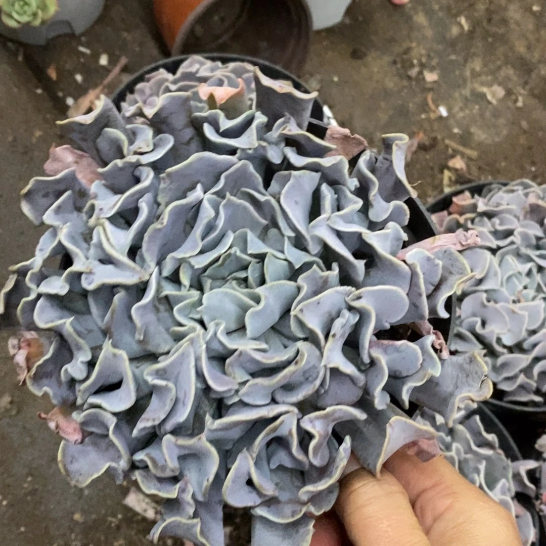 天鹅湖大单头老桩