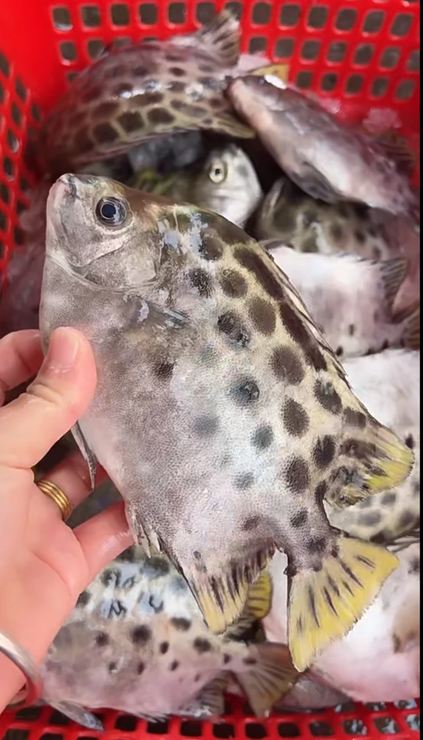 汕尾本港纯金古鱼（金钱鱼）肉质嫩 鲜甜 顺丰冷链发货