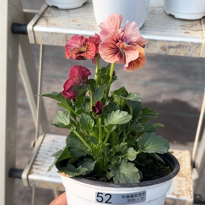 红陶抖音直播闪拍52