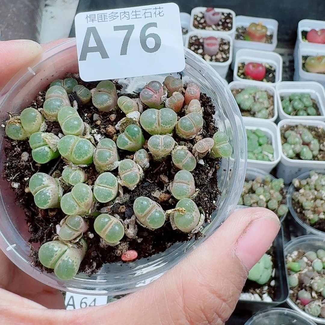 76多肉植物多肉植物