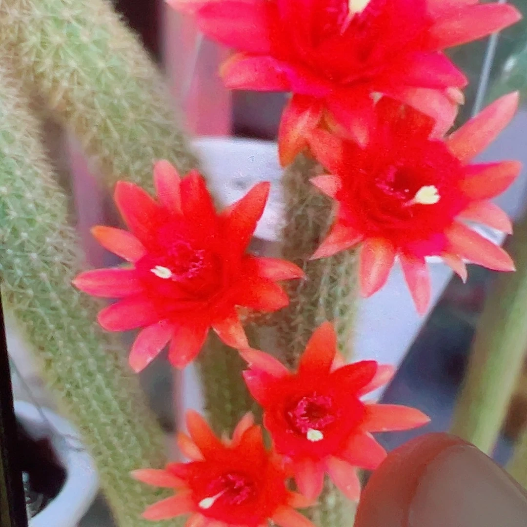 金妞 红蜻蜓 侧芽 满20包邮