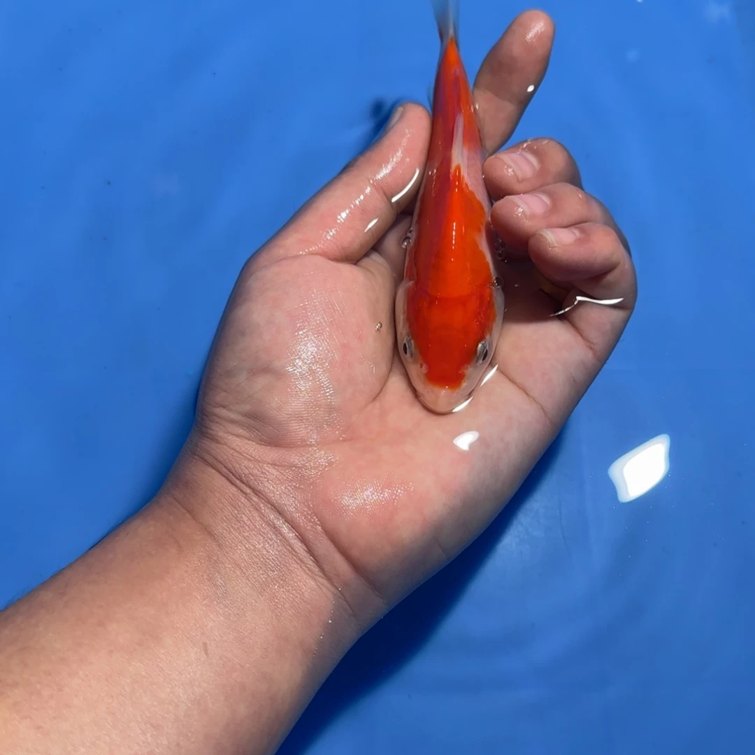 猪***头海水鱼板井精品盆拍小鱼