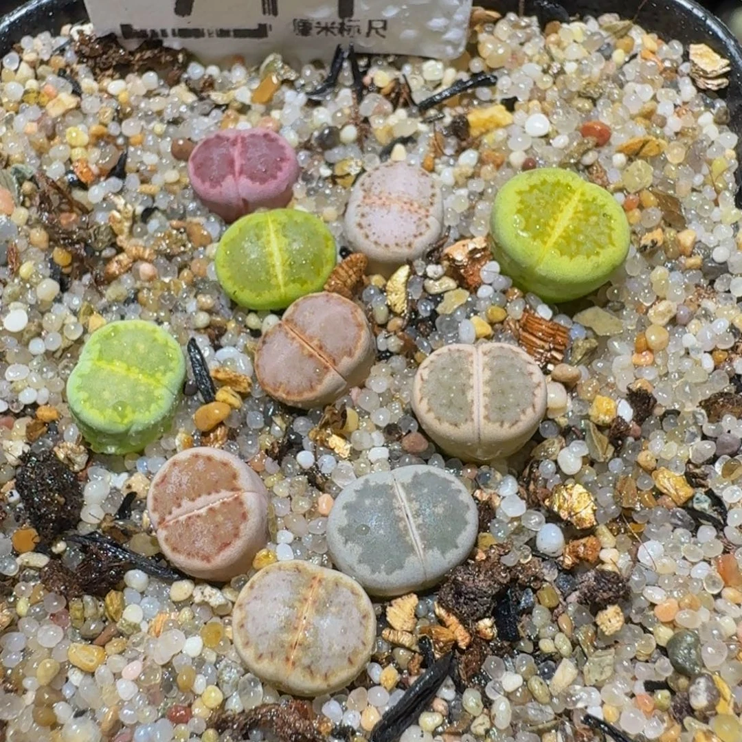 Ssss精品生石花711福利饼