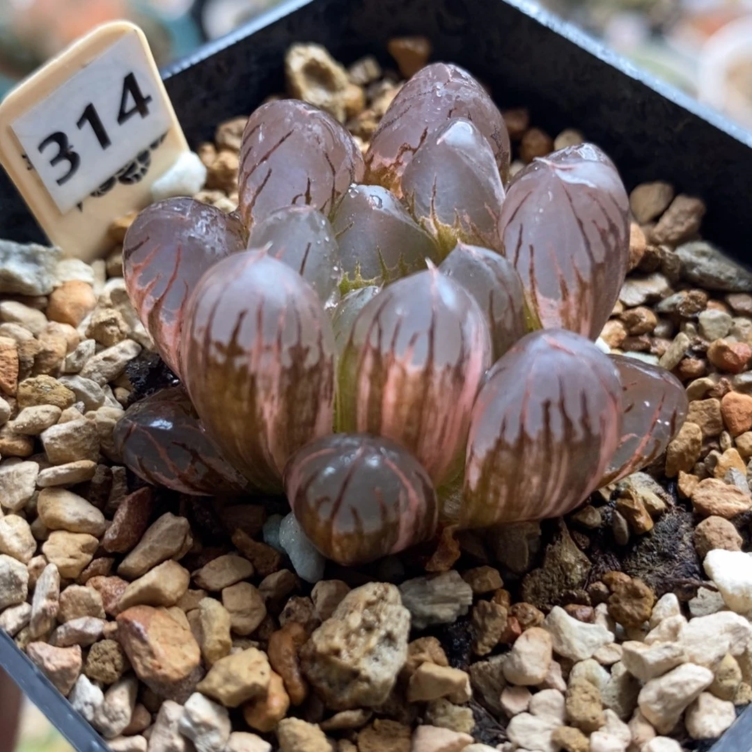 314灵犀玉露锦一物一拍