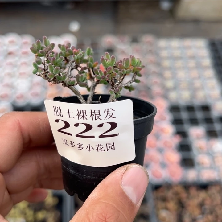 萌*萌糖球一颗量拍多肉满20包邮