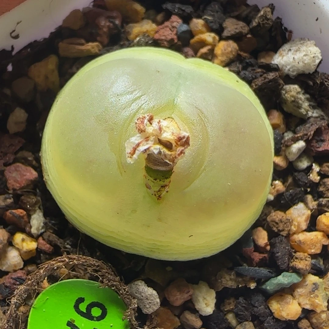 拉登2.4多肉植物976