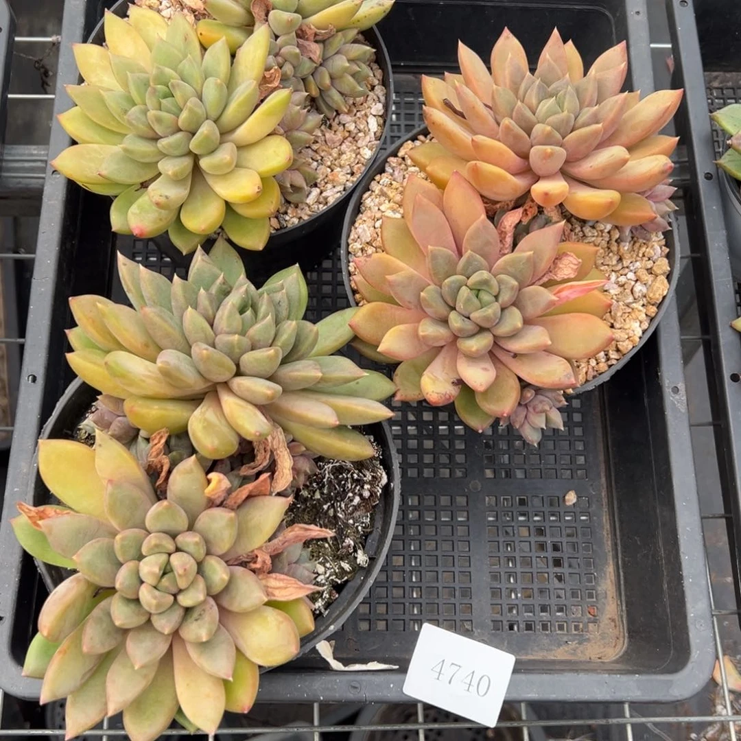 4740量肉肉肉肉肉肉肉肉