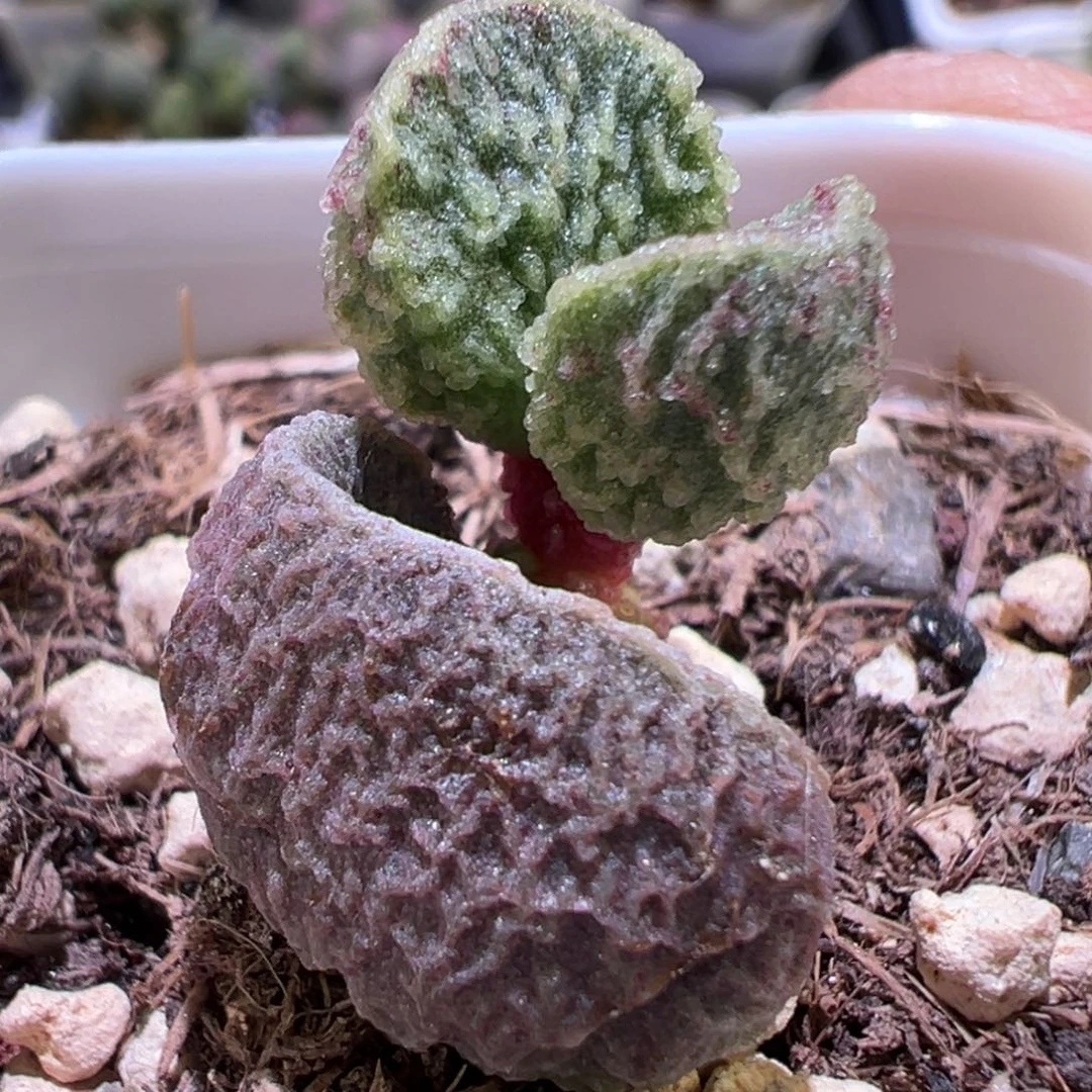 冰晶小豆芽新品多肉植物水泡泡