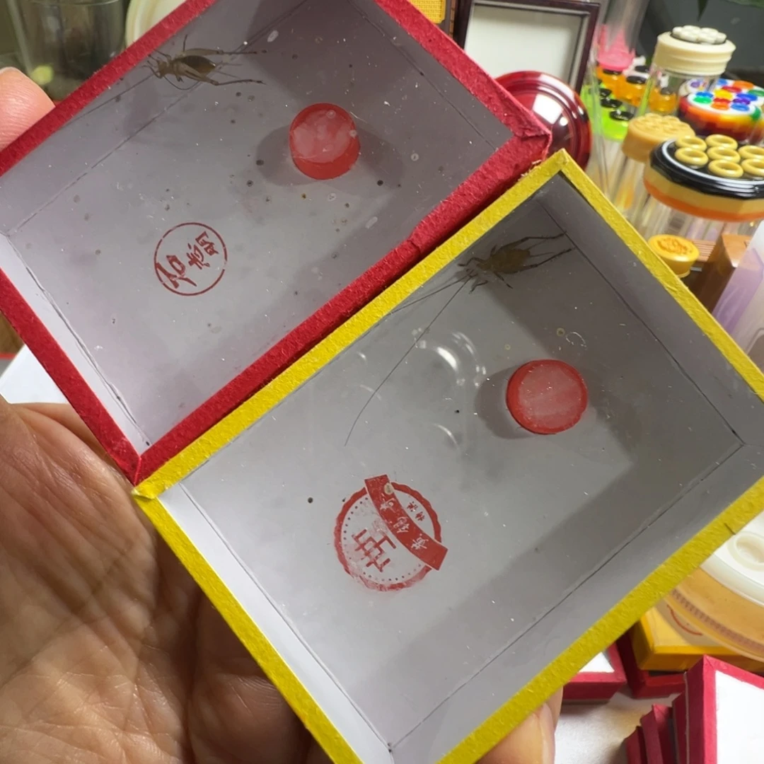 蟋蟀一只石冬一黄老师冬黄