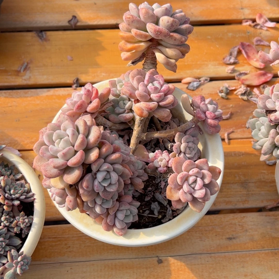 多肉多头白鹿【非偏远满18包邮】