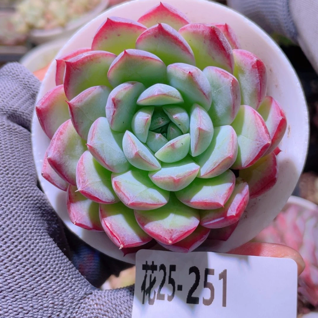 花利美25-251女王玫瑰