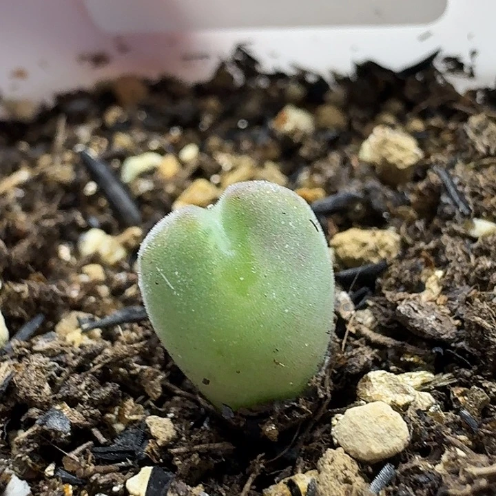 老马生石花空蝉2745