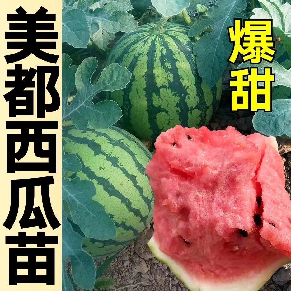 美都西瓜种子苗子抗裂高产红瓤麒麟西瓜种子苗甜脆嫁接西瓜苗
