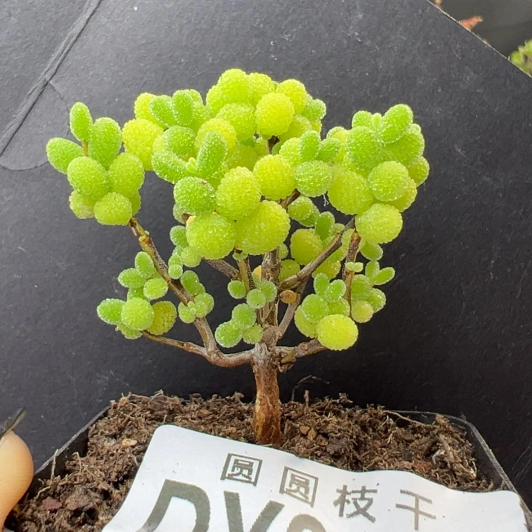 【闪购商品】dy2464金桔糖球盆口5cm