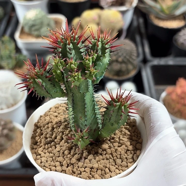 红刺麒麟仙人球123