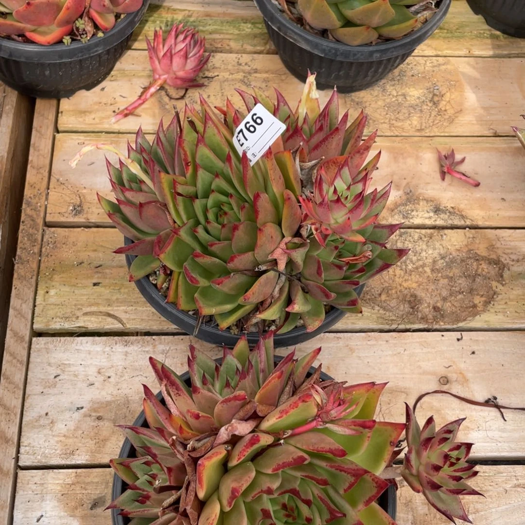 无花朵若如东云组拍E766