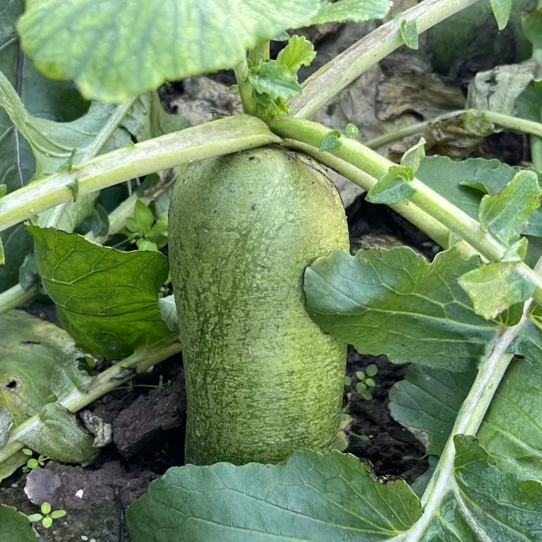 北京头茬水果萝卜脆甜爽口