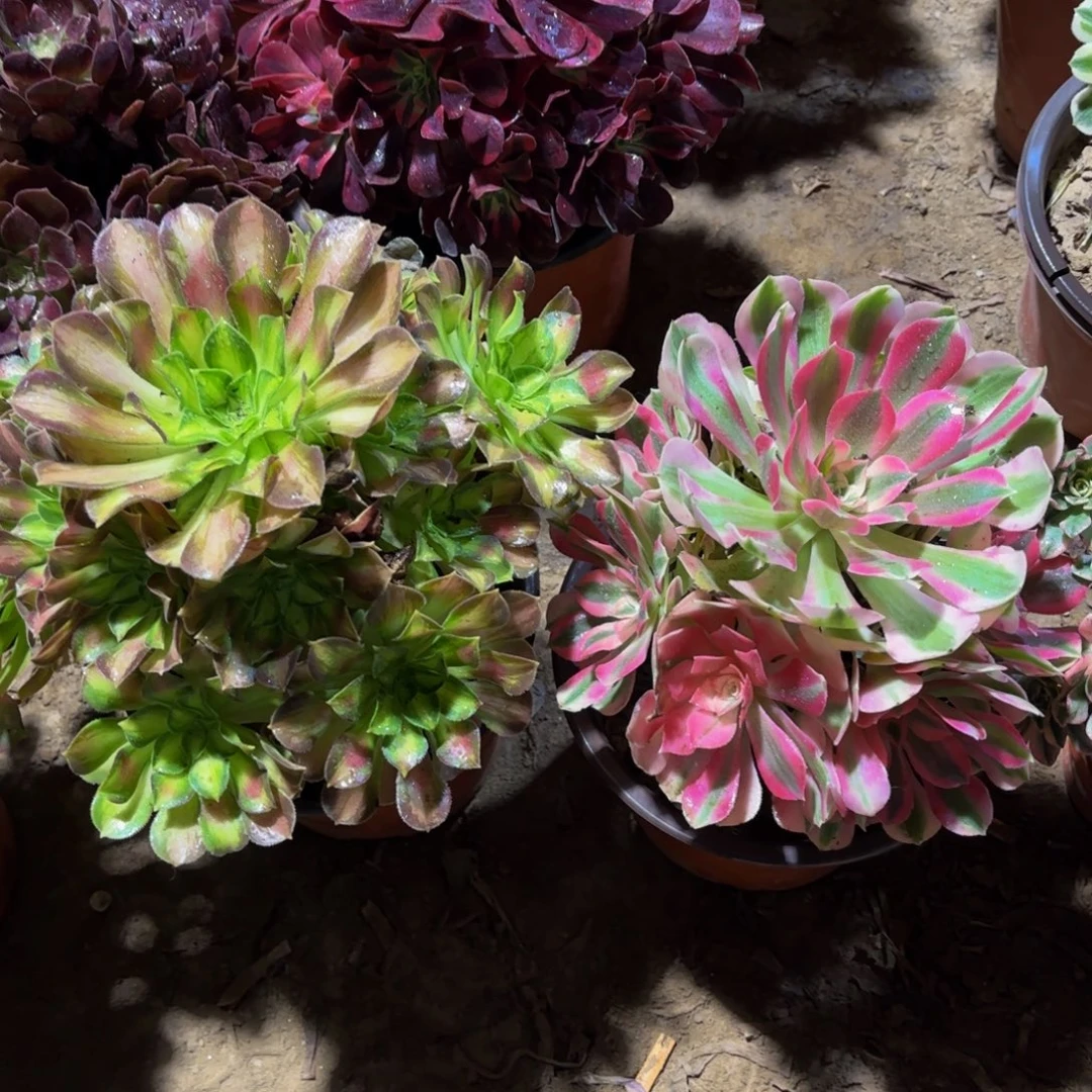 韶华粉女巫组合18.8