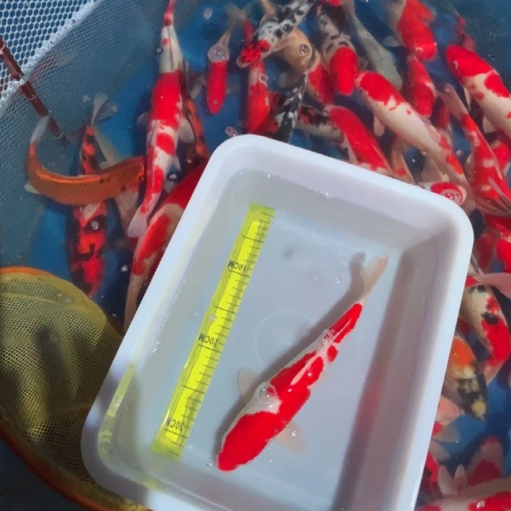 锦鲤锦鲤红白三色