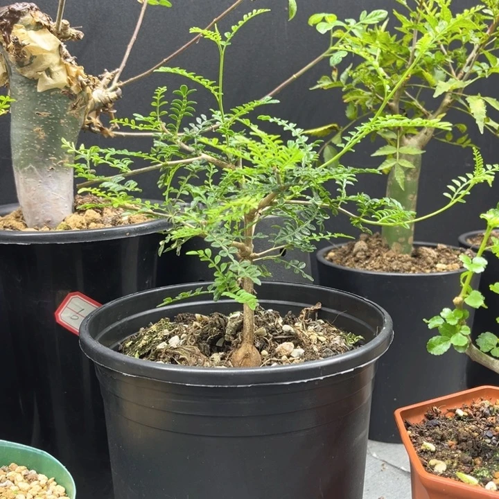 织冠漆树一物一拍