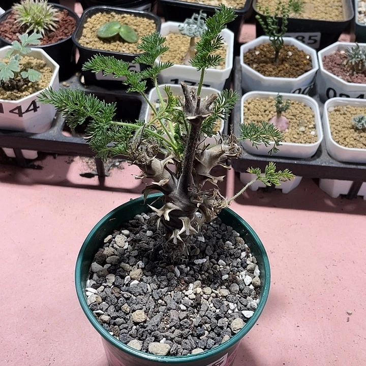 905出云杨葵块根，