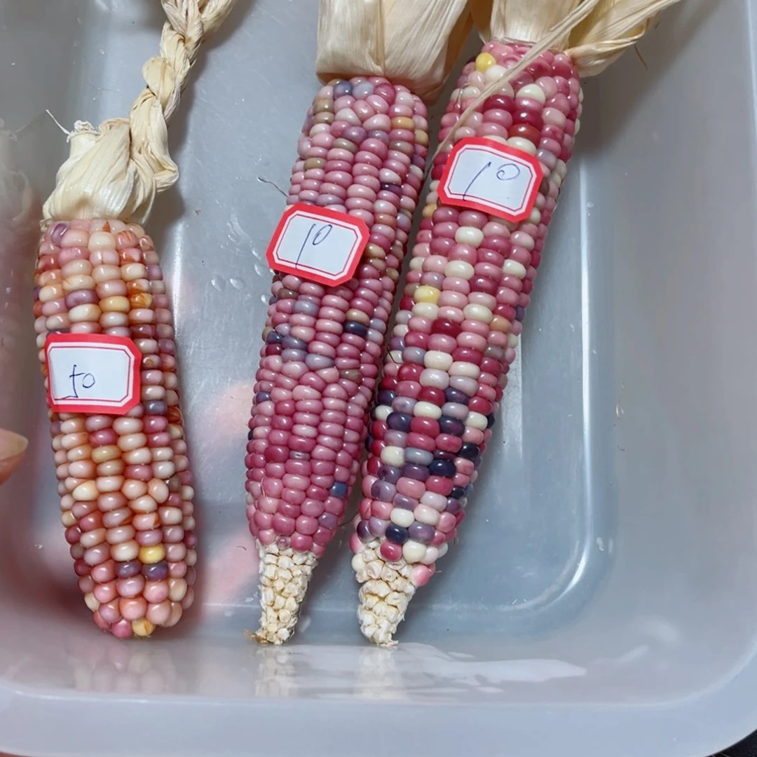 七彩文玩玉米湿料