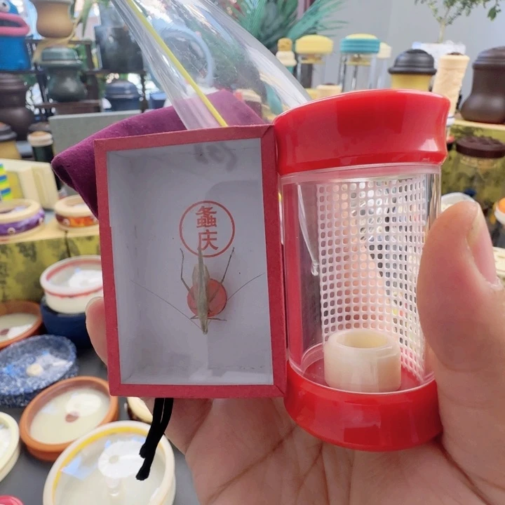 红色掌中宝竹岭套啊啊啊啊