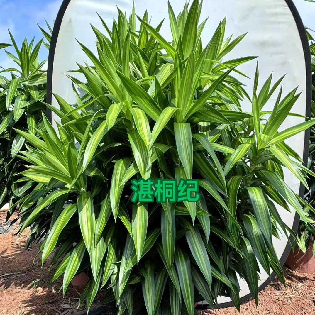 金心百合竹网红懒人新手好养简约大气室内净化空气原生态绿植盆栽