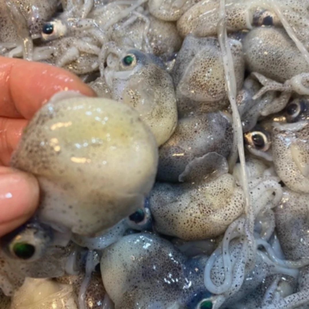 东海海捕野生墨斗顺丰包邮新鲜美味4斤